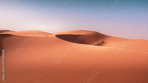 Landscape view of yellow sand and clear blue sky. Sahara, Morocco. © The Walker