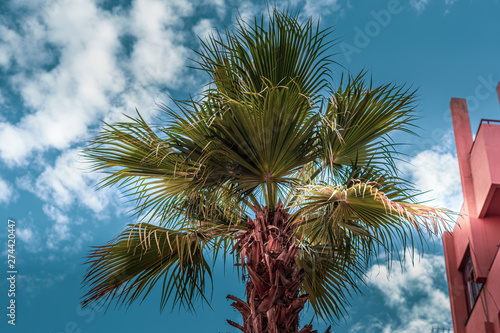 Landscape view of a palm tree with blue sky and white clouds in the background. Morocco.