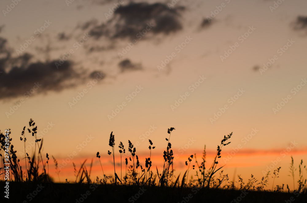 beautiful sunset in the field in summer