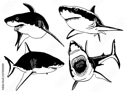 Graphical set of sharks isolated on white background,vector sea-food illustration