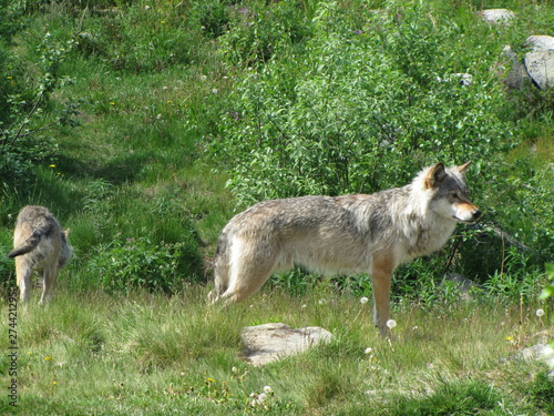 Two Wolves in Langedrag  Norway
