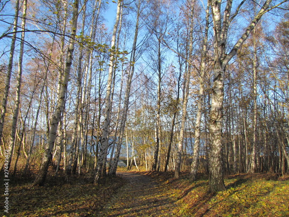 Fototapeta premium Trail through Birch Forest on Insel Vilm, Germany