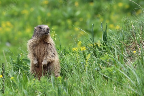 Marmotta photo