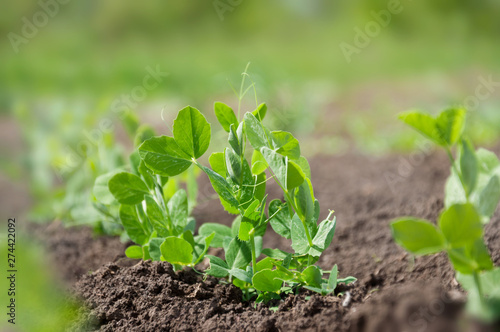 Sprouts of young pea plants grow in rows in a field. Selective focus.
