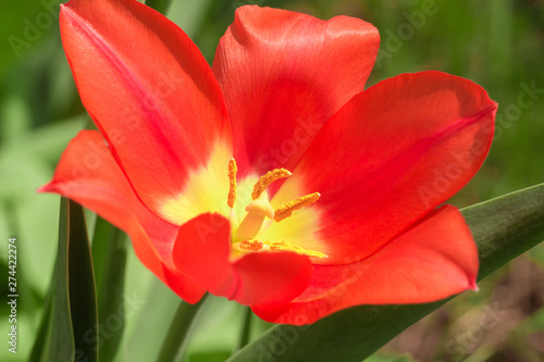 dismissed tulip of red color close up
