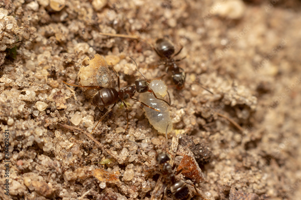 the macrophoto of an ant with a larva on sand