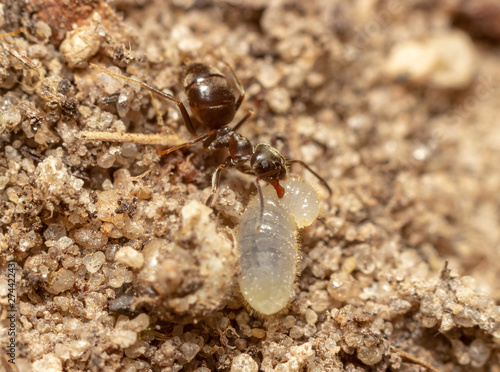 the macrophoto of an ant with a larva on sand © Lifefoto