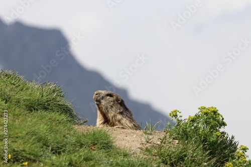 Marmotta