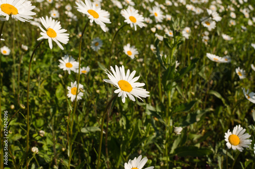 daisies by the forest  nature wallpaper