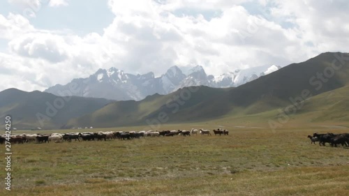 animais no vale rodeado de montanhas