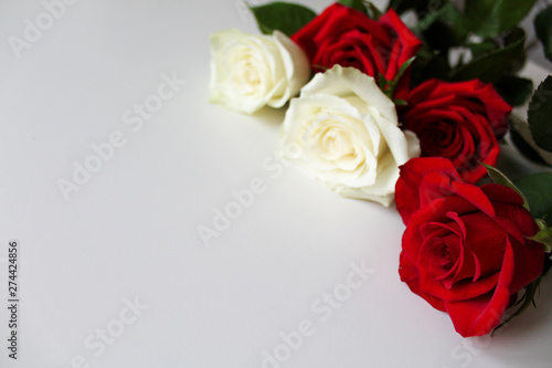 Red and white roses background or backdrop. Beautiful bright flowers laying on white surface. Copy space for text. Top view. Lovely template for wedding, marriage, valentines day, mothers day greeting