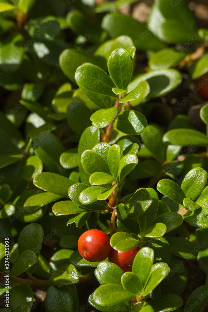 Frutos rojos entre hojas de la planta Gayuba Uva Ursi