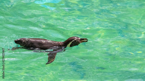 Humboldt Penguin, Spheniscus humboldti, swimming in clear water
