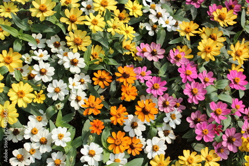 Flower field with lots of flowers