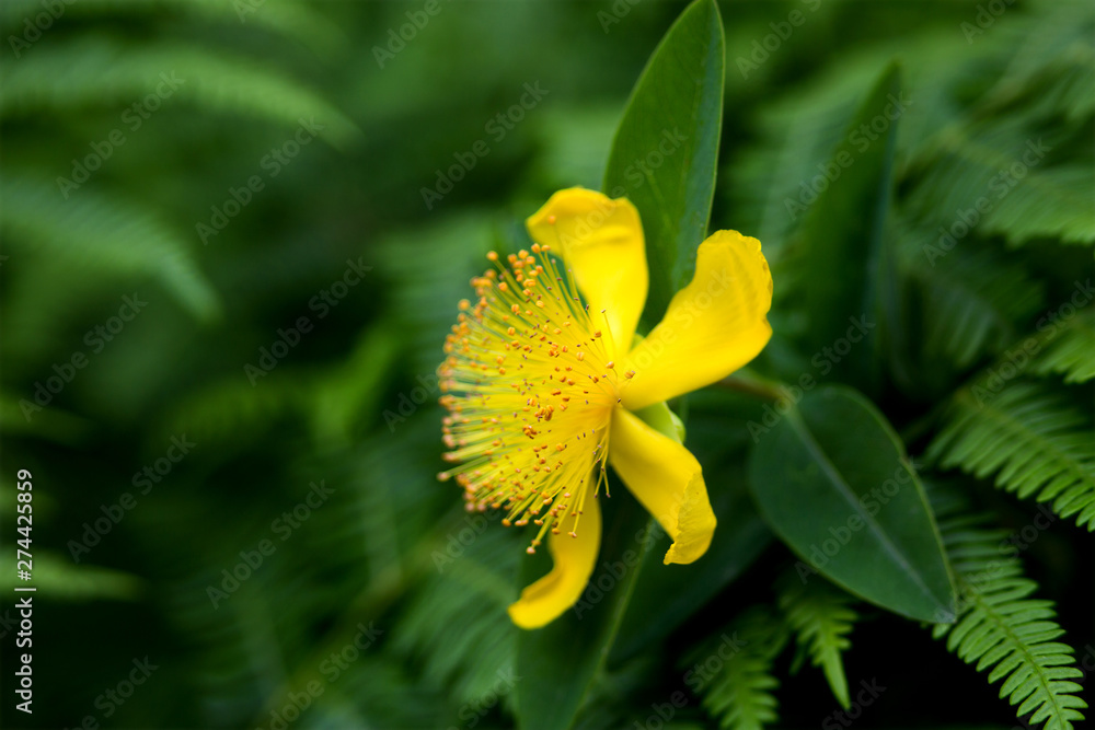 Tutsan (Hypericum androsaemum) Flower Tutsan (Hypericum androsaemum) Flower