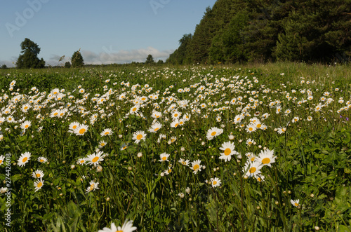 daisies meadow by the forest
