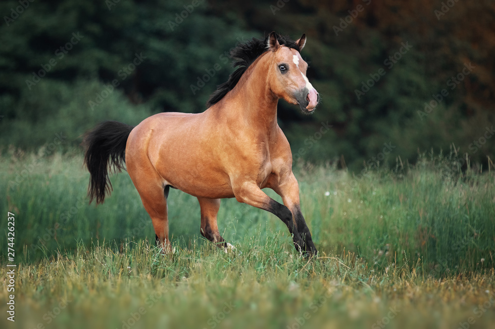 Cream-coloured horse running through the pasture Cream-coloured horse running through the pasture