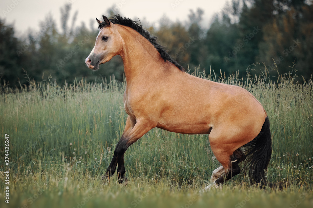 Fototapeta premium Cream-coloured horse running through the pasture