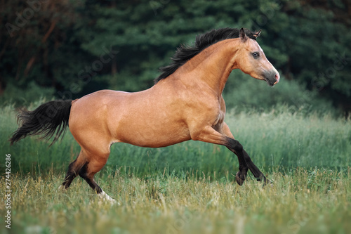Cream-coloured horse running through the pasture