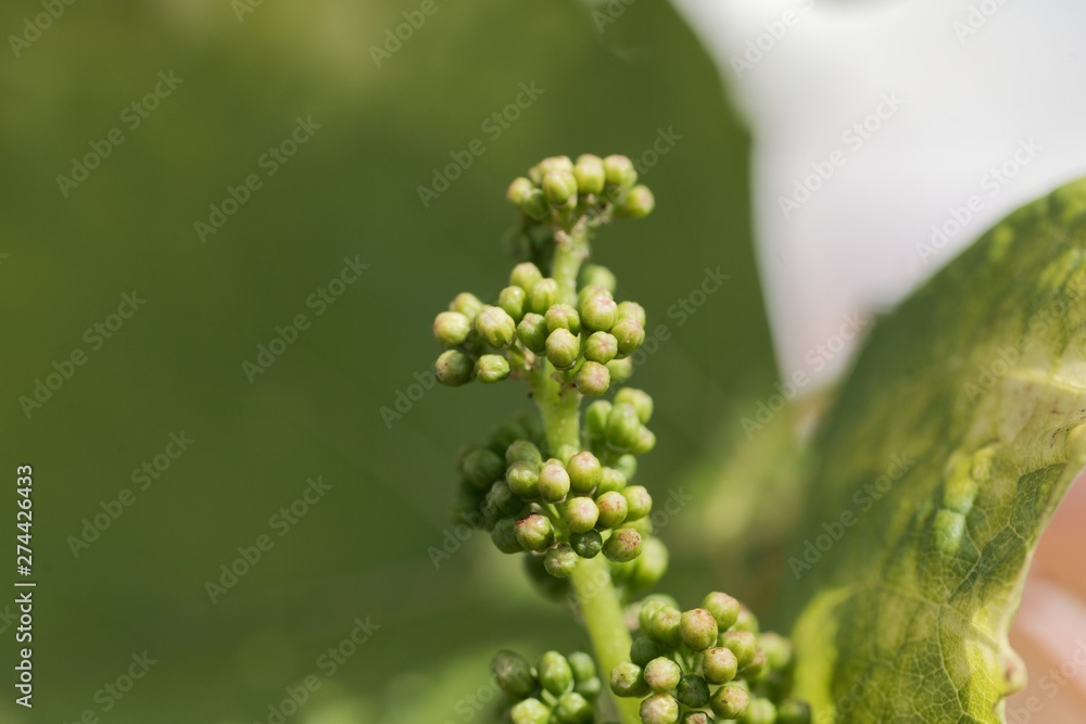 Grape vine buds, Vitis vinifera Grape vine buds, Vitis vinifera