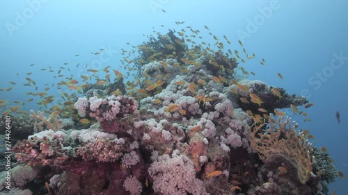 Wallpaper Mural Circling around beautiful coral block filled with marine life in Egypt. Torontodigital.ca