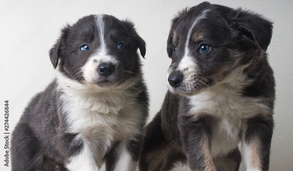 Two border collie adorable dogs portrait