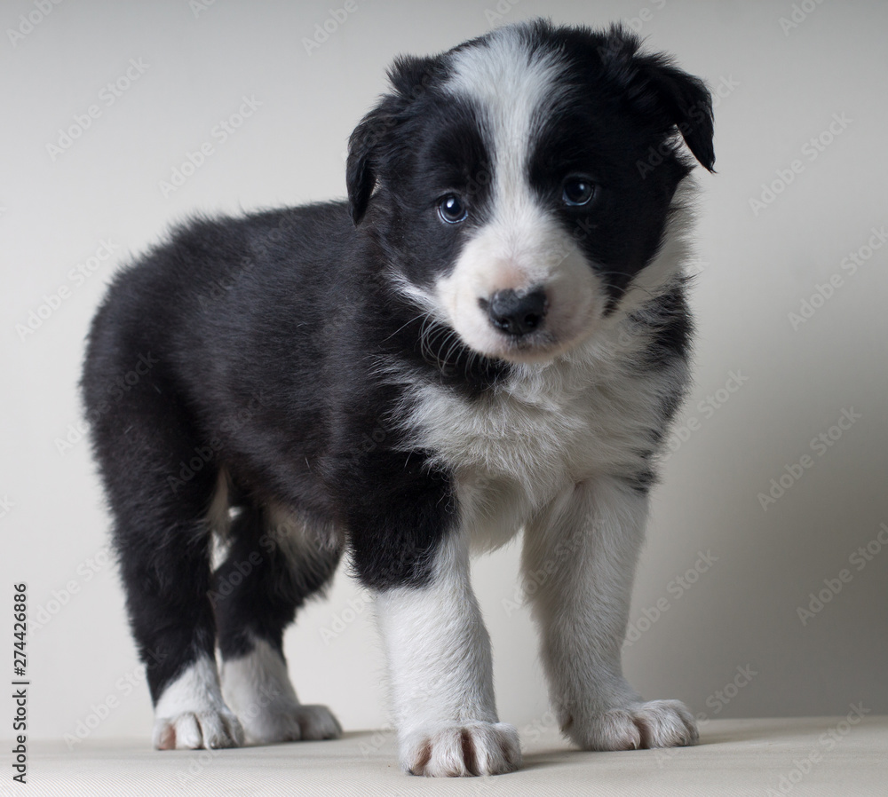 Portrait of full body border collie black and white dog