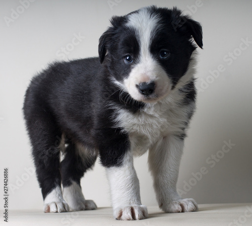 Portrait of full body border collie black and white dog