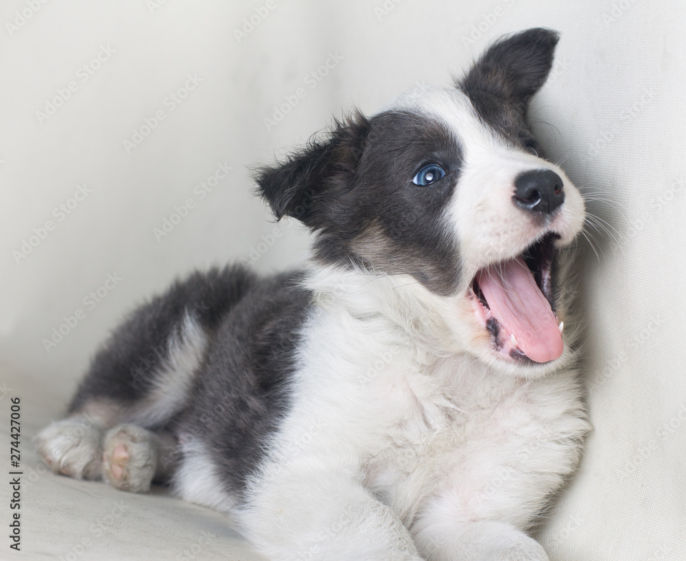 Happy dog smiling, border collie sheepdgos wirh blue eyes