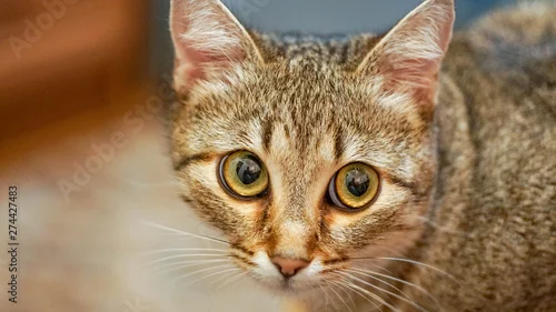 Obraz a cat portrait close up