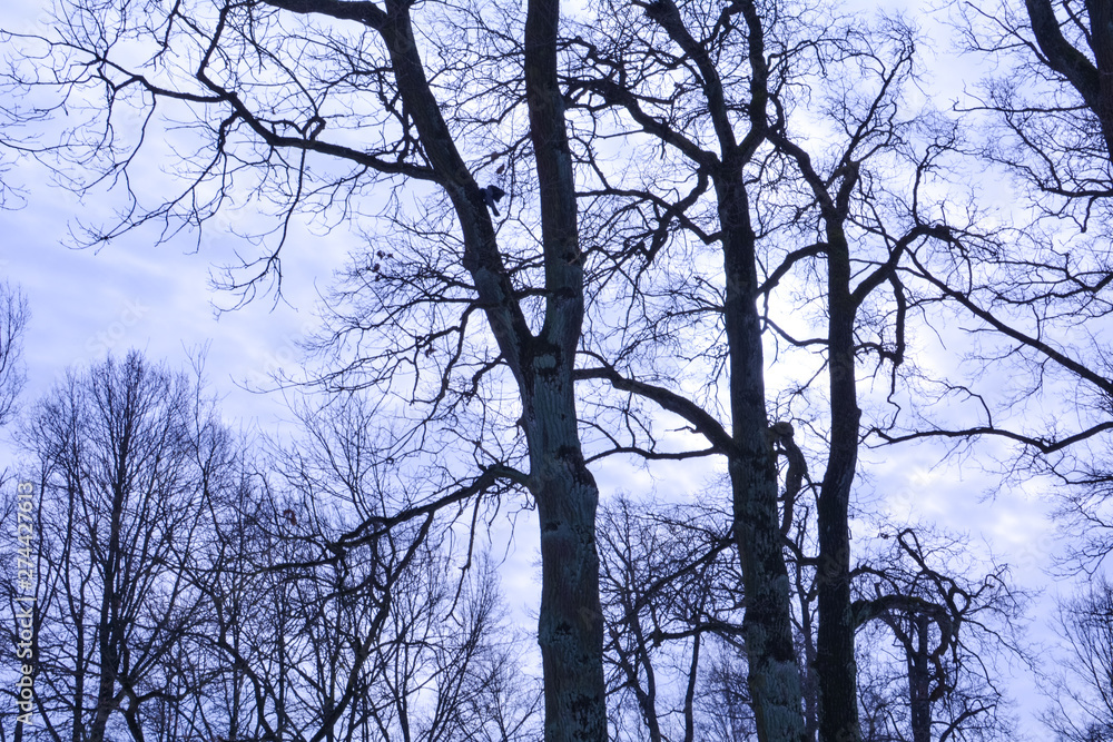 Black trunks of trees against a cloudy sky Black trunks of trees against a cloudy sky