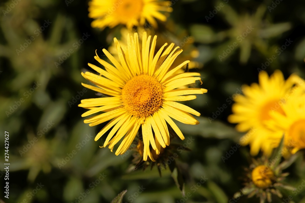 Flower of Inula hirta Flower of Inula hirta