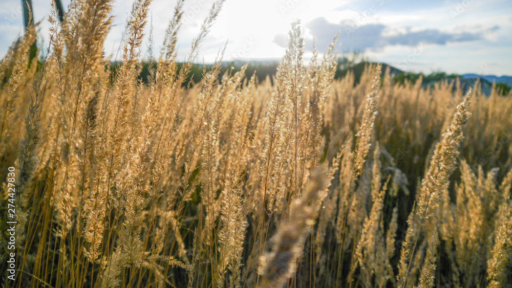 Fototapeta premium Beautiful landscape covered with golden summer grass