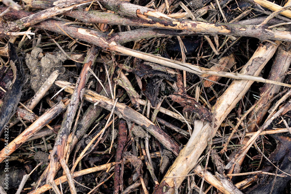 Broken sticks and logs from deforestation 