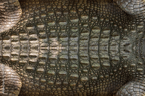 Fotografia Genuine crocodile leather background image For making leather.