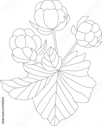 Cloudberry vector drawing. Organic berry food sketch. Botanical branch. Hand drawn icon for coloring pages, label, poster, packaging design.