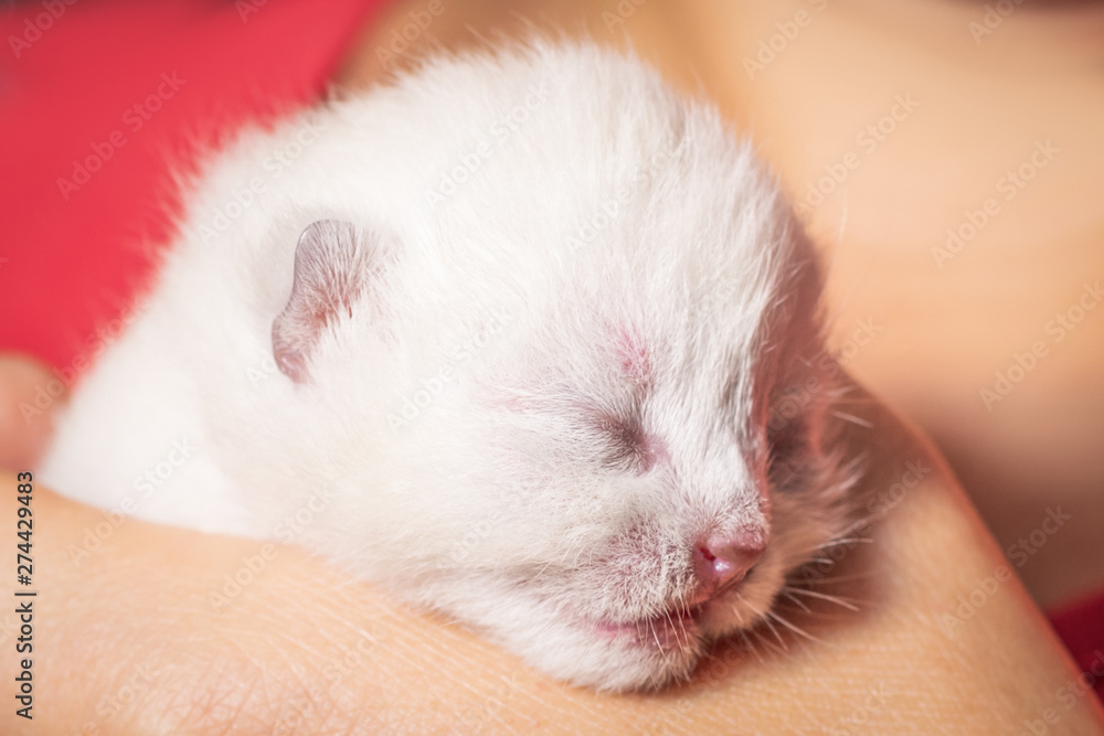 Newborn white kitten in the hands of a young woman