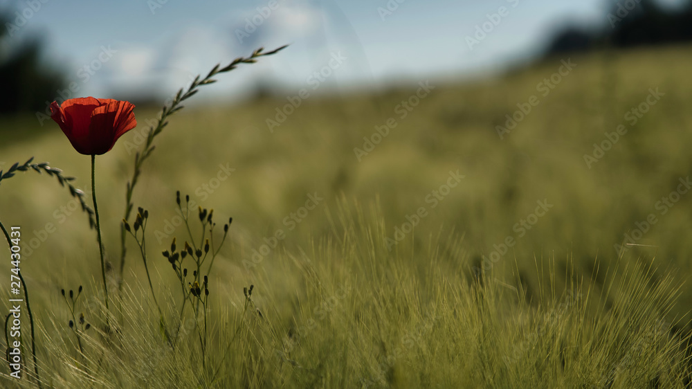 Mohnblume im Feld
