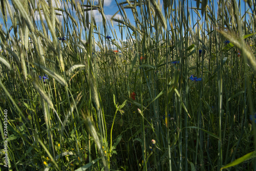 Weizenfeld mit Blumen