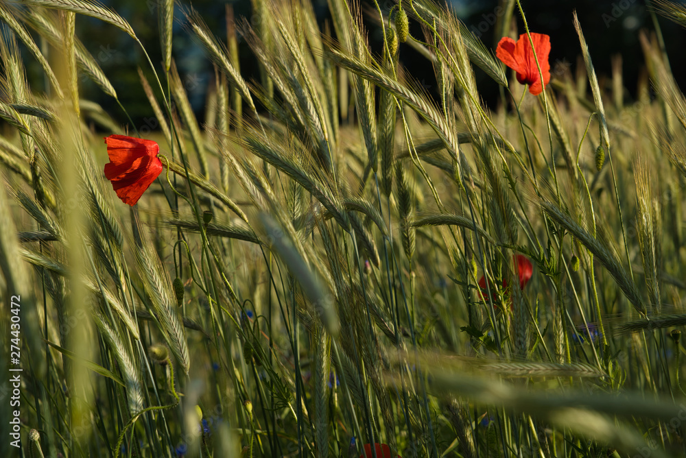 Mohnblumen im Weizenfeld