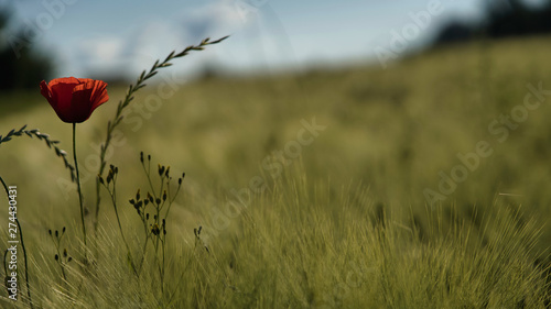 Obraz na płótnie Mohnblume im Feld w salonie
