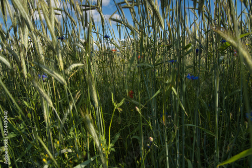 Obraz na płótnie Weizenfeld mit Blumen w salonie