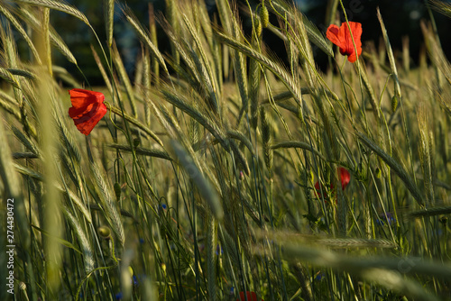 Obraz na płótnie Mohnblumen im Weizenfeld w salonie