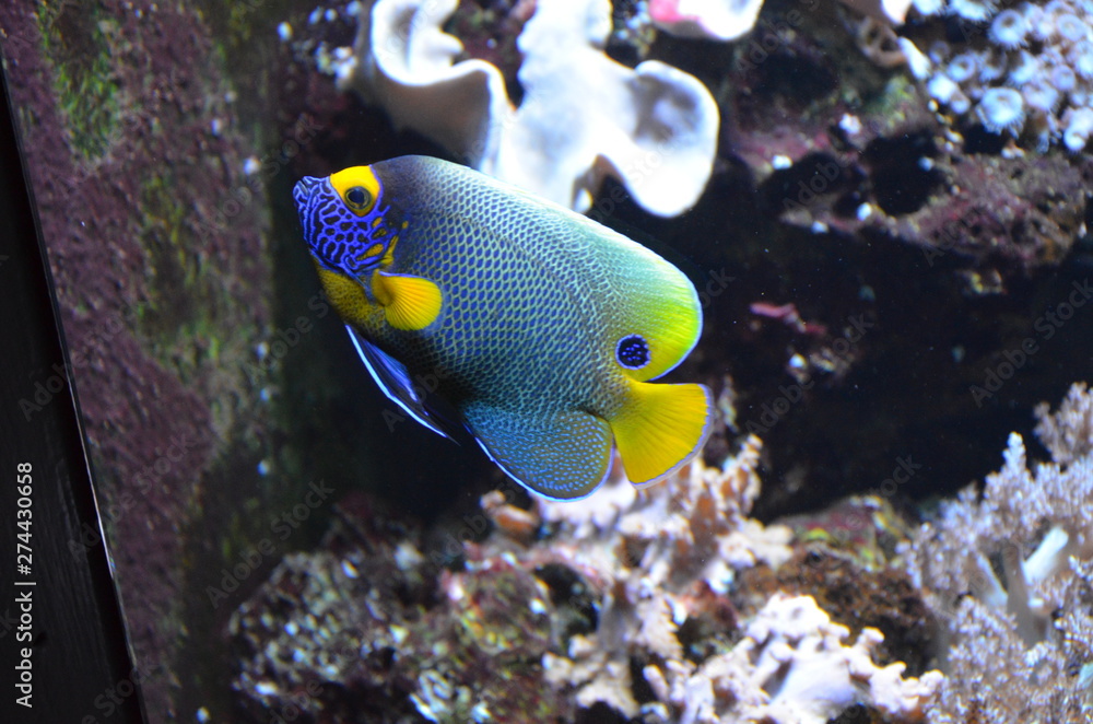 Tropical fish in aquarium, Berlin Tropical fish in aquarium, Berlin