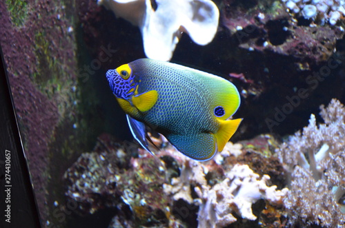 Tropical fish in aquarium, Berlin © Denise Serra
