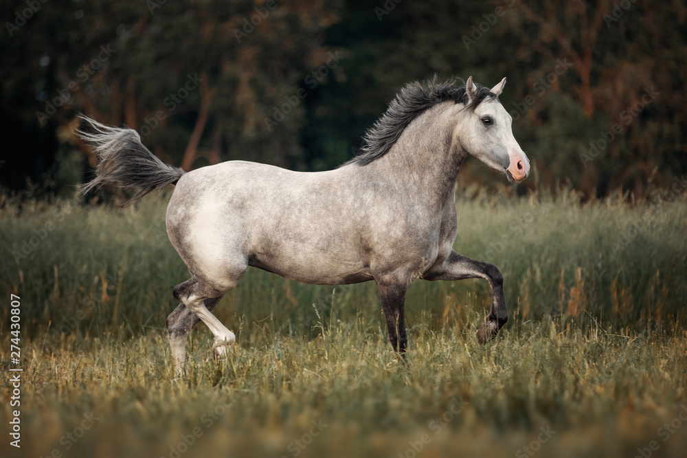Gray horse running through the pasture