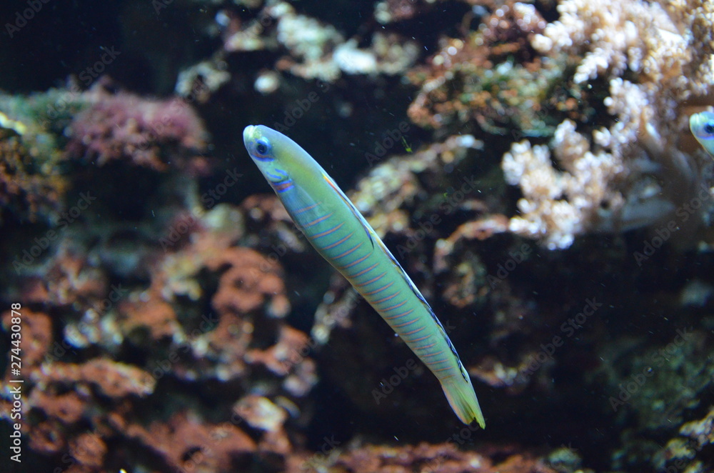 Tropical fish in aquarium, Berlin Tropical fish in aquarium, Berlin