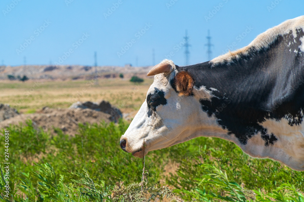 Portrait of spotted cow on the field