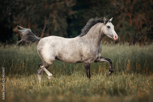 Obraz na płótnie Gray horse running through the pasture w salonie