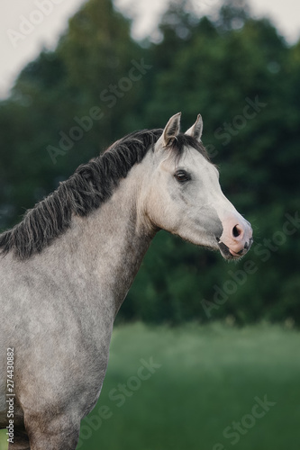Obraz na płótnie Portrait of a gray horse w salonie